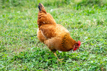 Chicken on a farm