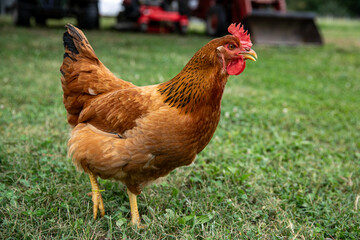 Chicken on a farm