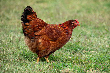 Chicken on a farm