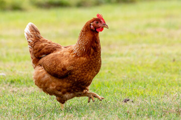 Chicken on a farm