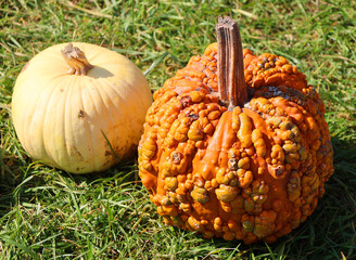 Freshly picked colorful squashes and pumpkins on display at the farm