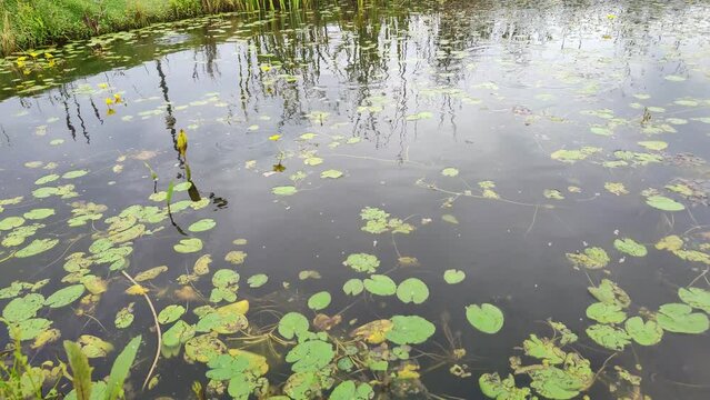 Lake with aquatic plants. Leaves of water lilies cover surface of water. Bolotnotsvetnik shield-leaved. Nymphoides peltata, flowering. Grass reflected on river. Circles on water from insects and fish