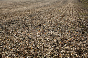 A field after the harvested soybean crop.