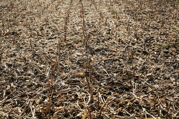 A field after the harvested soybean crop.