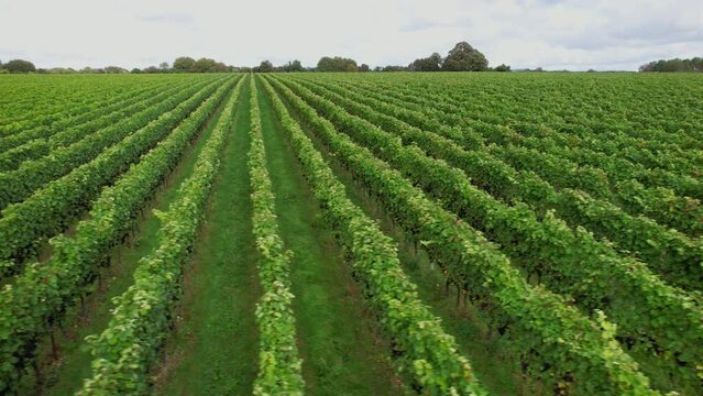 Aerial shot flying low over rows of grapevines in English Vineyard