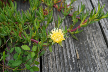 Blooming succulent. It has a radiating yellow flower and leaves full of water.