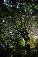 Autumn evergreen forest with a mixture of trees with colored leaves
