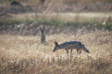 Jackals in the African savannah