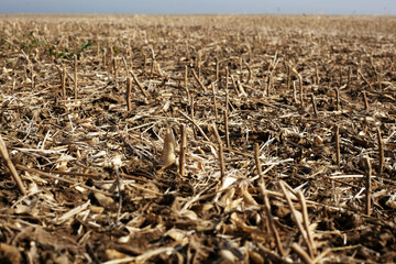 A field after the harvested soybean crop.