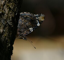 butterfly disguises itself as tree bark