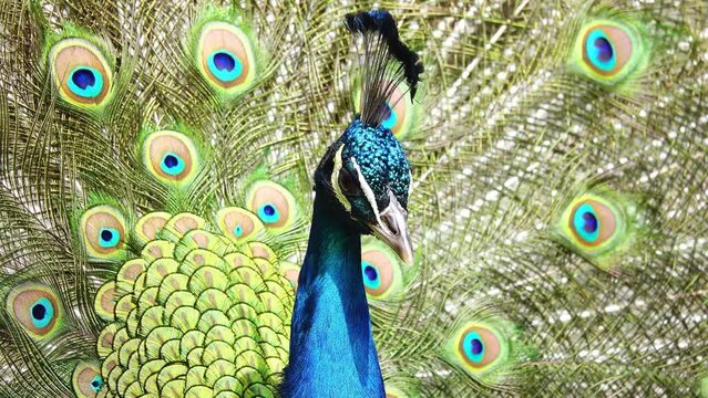 Close up of peacock showing its beautiful feathers