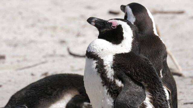 Adult Africa Penguin settles down for a nap on white sandy beach
