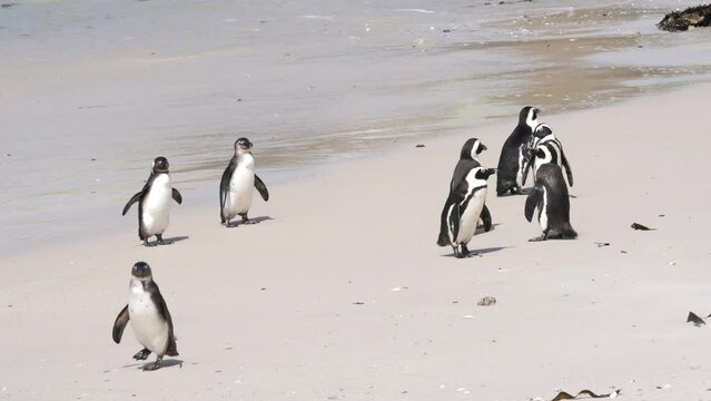 African Penguins waddle, shake and preen on beach, gentle waves lap sand