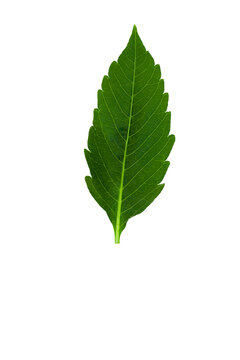 dallia green leaf isolated on white background