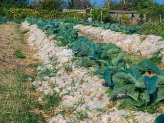 Rows of organic cabbage on sheep wool mulch for a sustainable, biodegradable weed elimination...