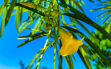 Yellow Oleander flower on tree with blue sky in Mexico.