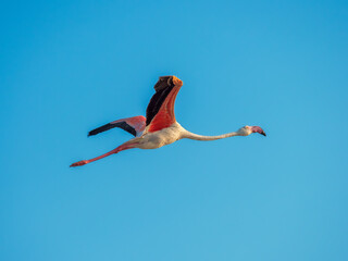 Majestic flight at sea level of the Pink Flamingo, Camargue, Gard, France. The fauna and flora of nature.