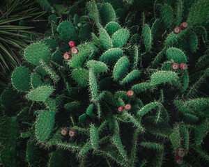 Close-up of a green Cactus with white thorns and flowers. Opuntia leucotricha plant.
