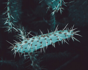 Close-up of a green Cactus with white thorns. Opuntia leucotricha plant.