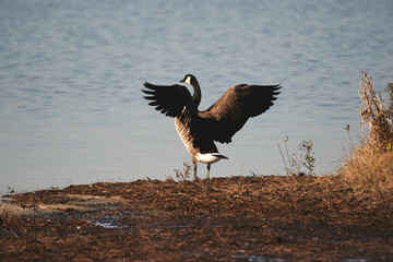 Swans, Geese, and Ducks Migrating to the Pristine Outer Banks of North Carolina