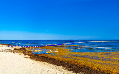 Beautiful Caribbean beach totally filthy dirty nasty seaweed problem Mexico.