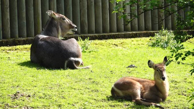 common waterbuck lying on the grass