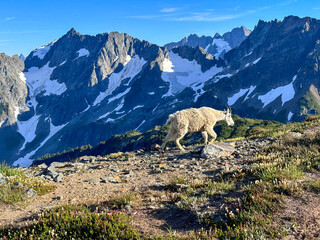 mountain goat in the mountains