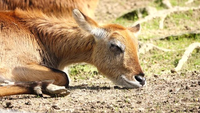 female common waterbuck lying on the grass