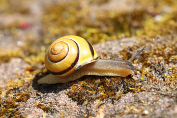 grove snail  (Cepaea nemoralis) © hadot