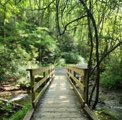 wooden bridge in the woods