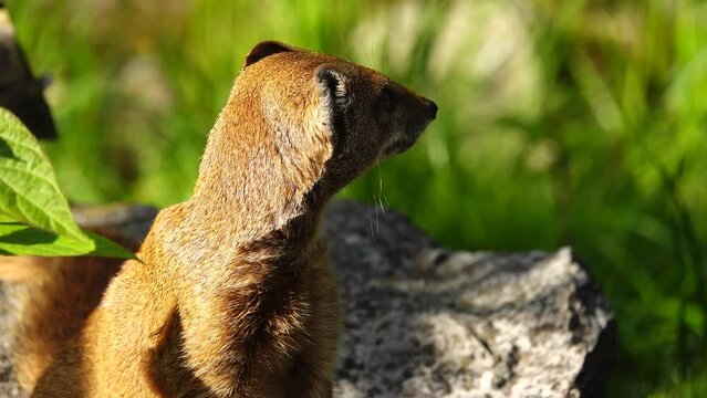 yellow mongoose in natural conditions