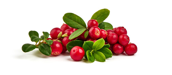 Wild cowberry, foxberry, lingonberry with leaves, isolated on white background. High resolution image.