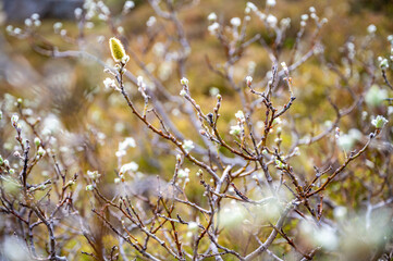 Close-up beautiful willow blossom salix plant in Iceland
