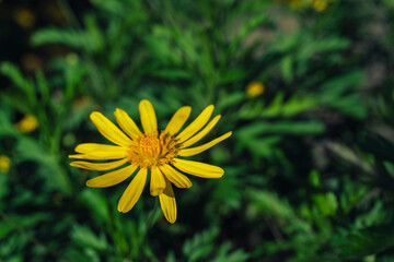 CLOSEUP YELLOW DAISY BETWEEN GREEN LEAVES