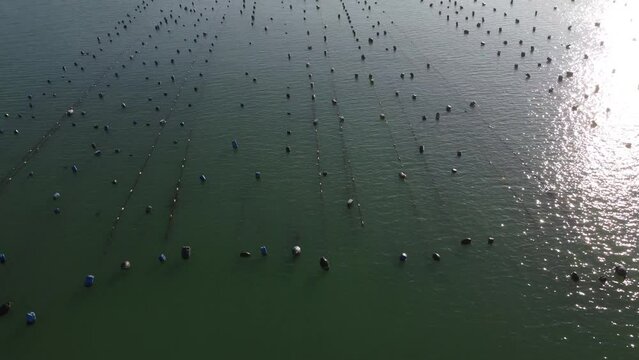 sea oyster farm