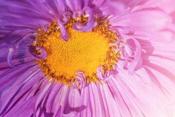Macro photo of purple and yellow aster flower. Flower in sunshine as background.