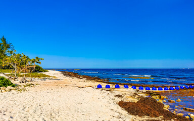 Beautiful Caribbean beach totally filthy dirty nasty seaweed problem Mexico.