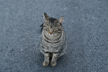 young homeless Gray striped cat whiskas color sits on the square, concept of survival of...