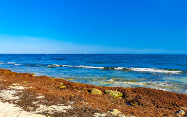 Beautiful Caribbean beach totally filthy dirty nasty seaweed problem Mexico.