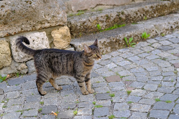 adult young homeless stray cat of whiskas color walks outdoor on ancient paving stones, concept of...