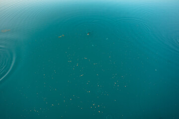 turquoise blue lake water with fish eating food