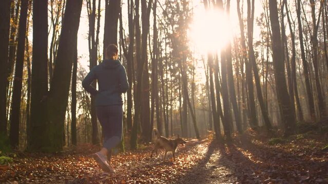 LENS FLARE: Sporty dog owner on an evening run with her pet in beautiful forest. They are running along a leafy path under tall deciduous trees in golden light. Outdoor activity in colourful autumn.