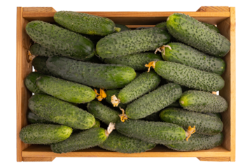 pile of fresh raw cucumbers in wooden box isolated on white background with clipping path