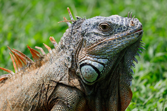 approach to Caribbean Iguana, an endangered species