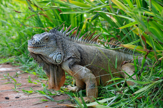 Iguana in the wild, endangered species