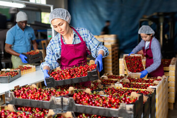 International workers sorting cherries at the farm