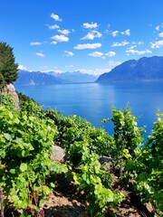 Fototapeta na wymiar Lavaux, vignobles en terrasse, Suisse