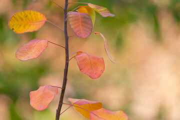 A branch with colorful autumn leaves on a blurry background of an autumn forest, texture background