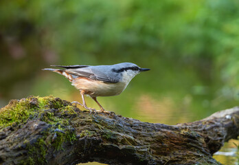 Bird Sitta europaea close-up in an autumn forest against a background of green grass and red autumn leaves