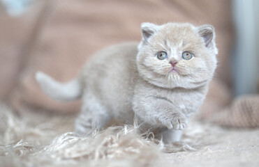 Britisch Kurzhaar Kitten rarität Luxus Katze imposant und edel